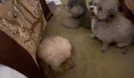 爆料救助小动物视频,网友捕捉感人瞬间，携手守护生命之光